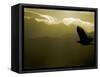 Silhouette of Bald Eagle Flying Against Mountains and Sky, Homer, Alaska, USA-Arthur Morris-Framed Stretched Canvas