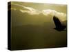 Silhouette of Bald Eagle Flying Against Mountains and Sky, Homer, Alaska, USA-Arthur Morris-Stretched Canvas