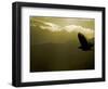 Silhouette of Bald Eagle Flying Against Mountains and Sky, Homer, Alaska, USA-Arthur Morris-Framed Photographic Print