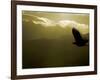 Silhouette of Bald Eagle Flying Against Mountains and Sky, Homer, Alaska, USA-Arthur Morris-Framed Photographic Print