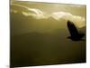 Silhouette of Bald Eagle Flying Against Mountains and Sky, Homer, Alaska, USA-Arthur Morris-Mounted Photographic Print