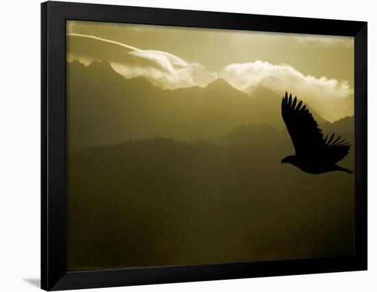 Silhouette of Bald Eagle Flying Against Mountains and Sky, Homer, Alaska, USA-Arthur Morris-Framed Photographic Print