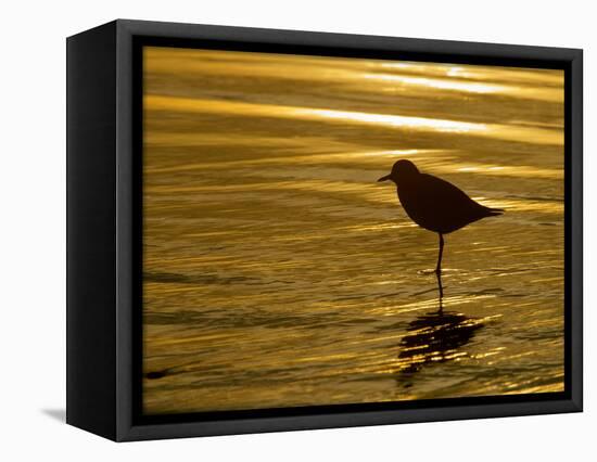Silhouette of Black-Bellied Plover on One Leg in Beach Water, La Jolla Shores, California, USA-Arthur Morris-Framed Stretched Canvas