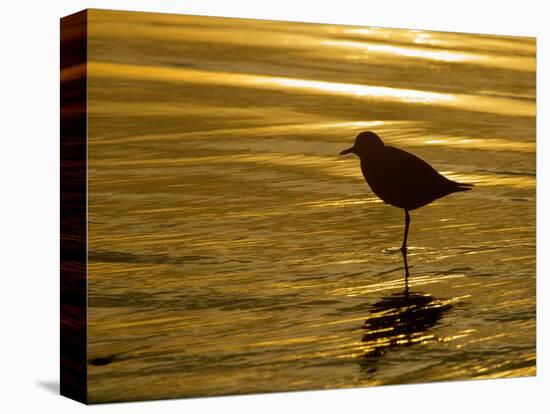 Silhouette of Black-Bellied Plover on One Leg in Beach Water, La Jolla Shores, California, USA-Arthur Morris-Stretched Canvas