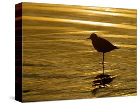 Silhouette of Black-Bellied Plover on One Leg in Beach Water, La Jolla Shores, California, USA-Arthur Morris-Stretched Canvas