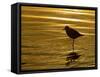 Silhouette of Black-Bellied Plover on One Leg in Beach Water, La Jolla Shores, California, USA-Arthur Morris-Framed Stretched Canvas