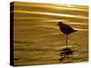 Silhouette of Black-Bellied Plover on One Leg in Beach Water, La Jolla Shores, California, USA-Arthur Morris-Stretched Canvas