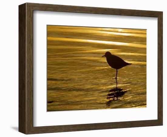 Silhouette of Black-Bellied Plover on One Leg in Beach Water, La Jolla Shores, California, USA-Arthur Morris-Framed Photographic Print