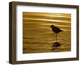 Silhouette of Black-Bellied Plover on One Leg in Beach Water, La Jolla Shores, California, USA-Arthur Morris-Framed Photographic Print