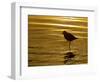 Silhouette of Black-Bellied Plover on One Leg in Beach Water, La Jolla Shores, California, USA-Arthur Morris-Framed Photographic Print