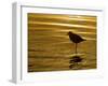 Silhouette of Black-Bellied Plover on One Leg in Beach Water, La Jolla Shores, California, USA-Arthur Morris-Framed Photographic Print