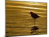 Silhouette of Black-Bellied Plover on One Leg in Beach Water, La Jolla Shores, California, USA-Arthur Morris-Mounted Photographic Print