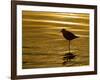 Silhouette of Black-Bellied Plover on One Leg in Beach Water, La Jolla Shores, California, USA-Arthur Morris-Framed Photographic Print