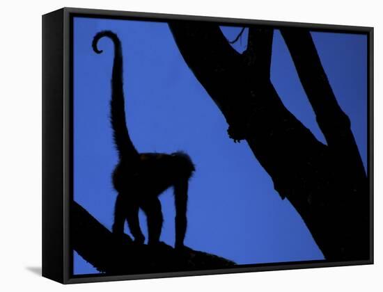 Silhouette of Black-Handed Spider Monkey Standing in Tree, Costa Rica-Edwin Giesbers-Framed Stretched Canvas