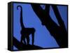 Silhouette of Black-Handed Spider Monkey Standing in Tree, Costa Rica-Edwin Giesbers-Framed Stretched Canvas