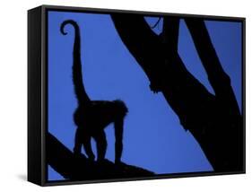 Silhouette of Black-Handed Spider Monkey Standing in Tree, Costa Rica-Edwin Giesbers-Framed Stretched Canvas