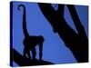 Silhouette of Black-Handed Spider Monkey Standing in Tree, Costa Rica-Edwin Giesbers-Stretched Canvas