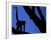 Silhouette of Black-Handed Spider Monkey Standing in Tree, Costa Rica-Edwin Giesbers-Framed Photographic Print