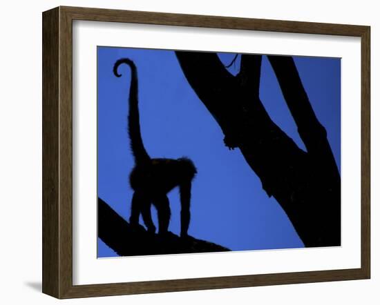 Silhouette of Black-Handed Spider Monkey Standing in Tree, Costa Rica-Edwin Giesbers-Framed Photographic Print