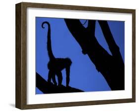 Silhouette of Black-Handed Spider Monkey Standing in Tree, Costa Rica-Edwin Giesbers-Framed Photographic Print