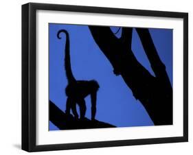 Silhouette of Black-Handed Spider Monkey Standing in Tree, Costa Rica-Edwin Giesbers-Framed Photographic Print