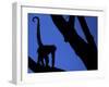 Silhouette of Black-Handed Spider Monkey Standing in Tree, Costa Rica-Edwin Giesbers-Framed Photographic Print
