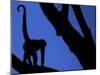 Silhouette of Black-Handed Spider Monkey Standing in Tree, Costa Rica-Edwin Giesbers-Mounted Photographic Print