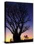 Silhouette of Boab Tree and Moon, Kimberley, Western Australia, Australia, Pacific-Schlenker Jochen-Stretched Canvas