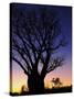 Silhouette of Boab Tree and Moon, Kimberley, Western Australia, Australia, Pacific-Schlenker Jochen-Stretched Canvas