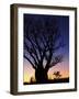 Silhouette of Boab Tree and Moon, Kimberley, Western Australia, Australia, Pacific-Schlenker Jochen-Framed Photographic Print