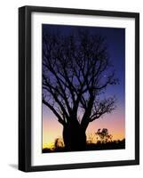 Silhouette of Boab Tree and Moon, Kimberley, Western Australia, Australia, Pacific-Schlenker Jochen-Framed Photographic Print