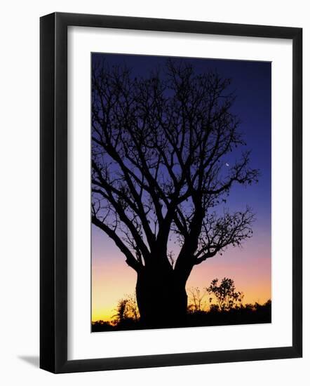 Silhouette of Boab Tree and Moon, Kimberley, Western Australia, Australia, Pacific-Schlenker Jochen-Framed Photographic Print