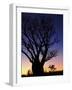 Silhouette of Boab Tree and Moon, Kimberley, Western Australia, Australia, Pacific-Schlenker Jochen-Framed Photographic Print