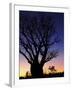 Silhouette of Boab Tree and Moon, Kimberley, Western Australia, Australia, Pacific-Schlenker Jochen-Framed Photographic Print