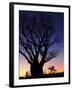 Silhouette of Boab Tree and Moon, Kimberley, Western Australia, Australia, Pacific-Schlenker Jochen-Framed Photographic Print