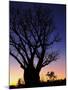 Silhouette of Boab Tree and Moon, Kimberley, Western Australia, Australia, Pacific-Schlenker Jochen-Mounted Photographic Print