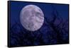 Silhouette of branches and super moon, Illinois, USA-null-Framed Stretched Canvas