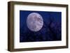 Silhouette of branches and super moon, Illinois, USA-null-Framed Photographic Print