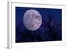 Silhouette of branches and super moon, Illinois, USA-null-Framed Photographic Print