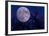 Silhouette of branches and super moon, Illinois, USA-null-Framed Photographic Print