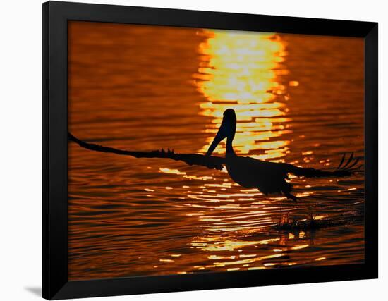 Silhouette of Brown Pelican Taking Flight, Bolsa Chica Lagoon, California, USA-Arthur Morris-Framed Photographic Print