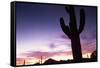 Silhouette of Cactus, Sonoran Desert, Organ Pipe Cactus National Park, Arizona, USA-Massimo Borchi-Framed Stretched Canvas