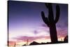 Silhouette of Cactus, Sonoran Desert, Organ Pipe Cactus National Park, Arizona, USA-Massimo Borchi-Stretched Canvas