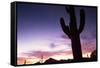 Silhouette of Cactus, Sonoran Desert, Organ Pipe Cactus National Park, Arizona, USA-Massimo Borchi-Framed Stretched Canvas