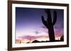 Silhouette of Cactus, Sonoran Desert, Organ Pipe Cactus National Park, Arizona, USA-Massimo Borchi-Framed Photographic Print