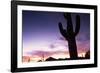 Silhouette of Cactus, Sonoran Desert, Organ Pipe Cactus National Park, Arizona, USA-Massimo Borchi-Framed Photographic Print