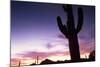 Silhouette of Cactus, Sonoran Desert, Organ Pipe Cactus National Park, Arizona, USA-Massimo Borchi-Mounted Photographic Print