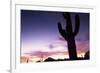 Silhouette of Cactus, Sonoran Desert, Organ Pipe Cactus National Park, Arizona, USA-Massimo Borchi-Framed Photographic Print