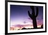 Silhouette of Cactus, Sonoran Desert, Organ Pipe Cactus National Park, Arizona, USA-Massimo Borchi-Framed Photographic Print