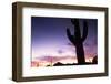 Silhouette of Cactus, Sonoran Desert, Organ Pipe Cactus National Park, Arizona, USA-Massimo Borchi-Framed Photographic Print